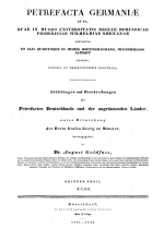 Abbildungen und beschreibungen der petrefacten deutschlands und der angrenzenden Länder / Иллюстрации и описания петрефактуры Германии и соседних стран